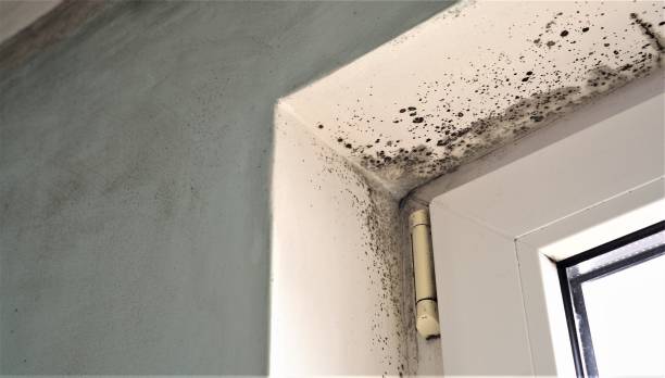 Best Basement Mold Removal  in Lyons, NJ
