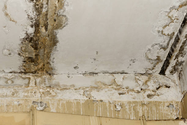 Best Attic Mold Removal  in Lyons, NJ