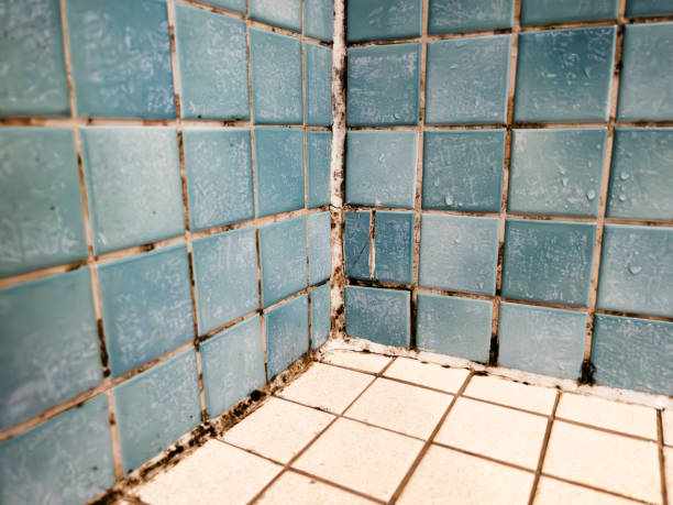 Mold Documentation for Insurance Claims in Lyons, NJ