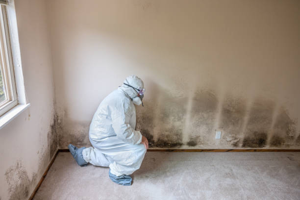 Best Mold Remediation for Healthcare Facilities  in Lyons, NJ