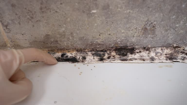 Best Mold Remediation for Vacation Homes  in Lyons, NJ