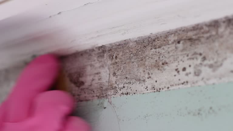 Best Comprehensive Air Testing for Mold Contaminants  in Lyons, NJ